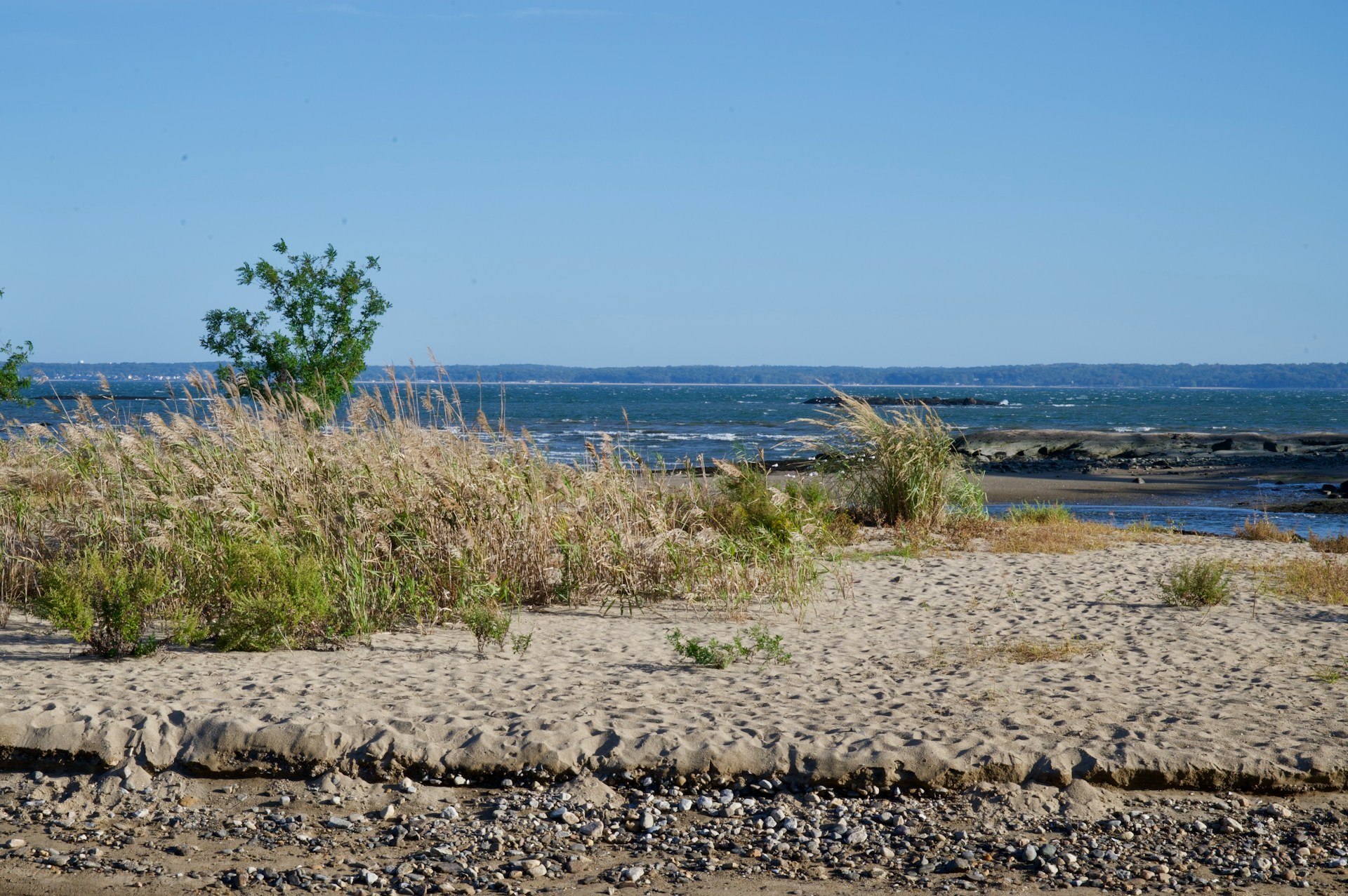 Why Willow Is the Unsung Hero of Vermont Shoreline Landscaping: How Deep-Rooted Buffers Reinforce Seawalls Without Sacrificing Aesthetics