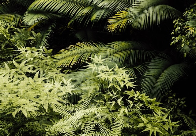 Full Sun vs. Shade: Choosing the Right Plants for Your Vermont Yard