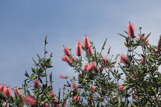 Why Native Plants Are the Best Choice for Your Vermont Landscape