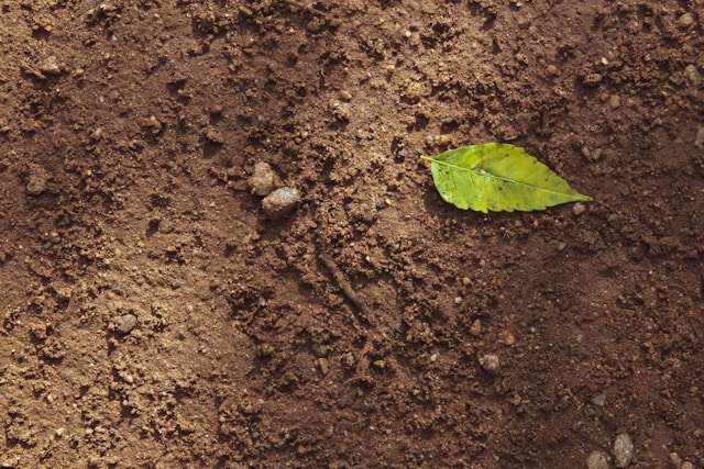 How Open Earth Landscaping Evaluates Soil Quality, Sunlight, and Local Materials for Successful Landscape Design